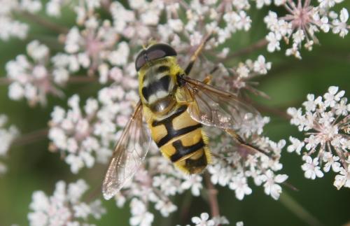 Réf. 216 631 : Myathropa florea